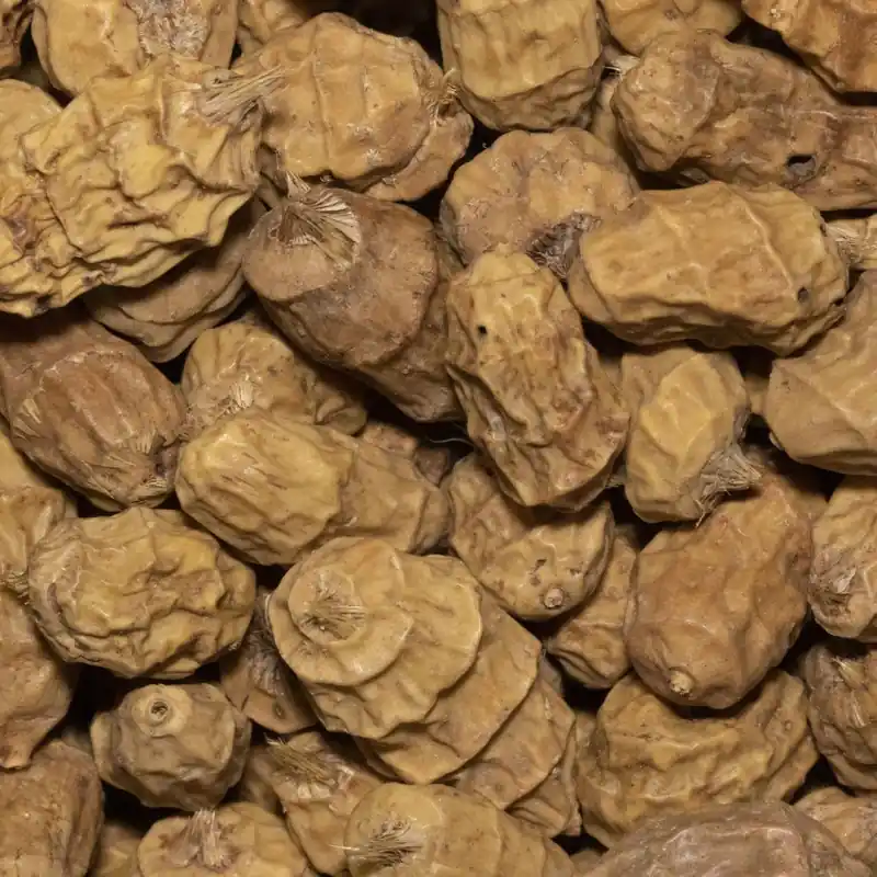 Nouveauté Graines Tigernuts XXL 1kg