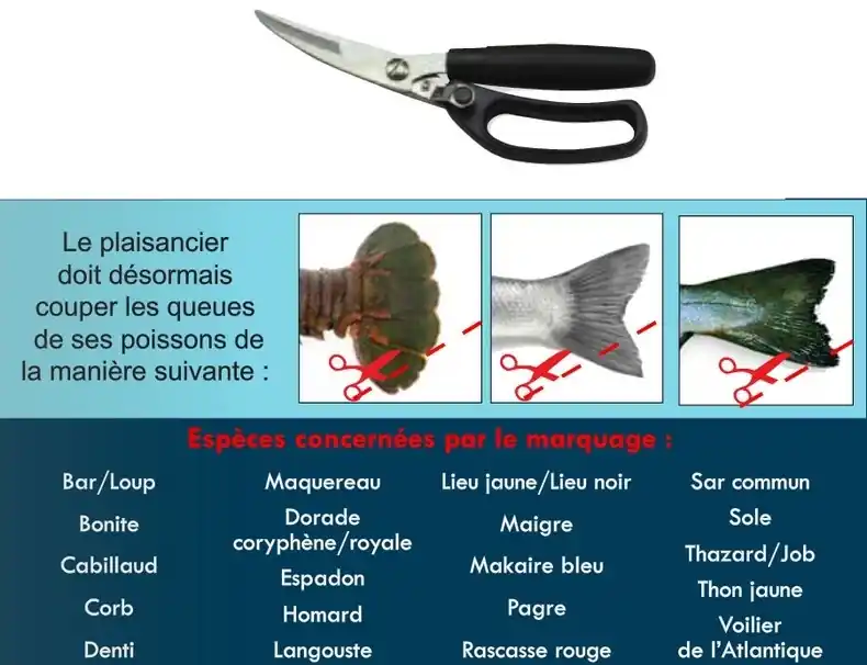 Ciseaux coupe-queue Kerfil Retour Gratuit