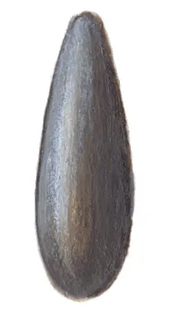 Olivettes torpilles sachet de 5 Jusqu'à Épuisement Des Stocks