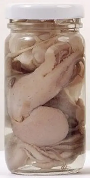 Appât en conserve naturelle Grauvell Poulpes Expédié Aujourd&rsquo;hui