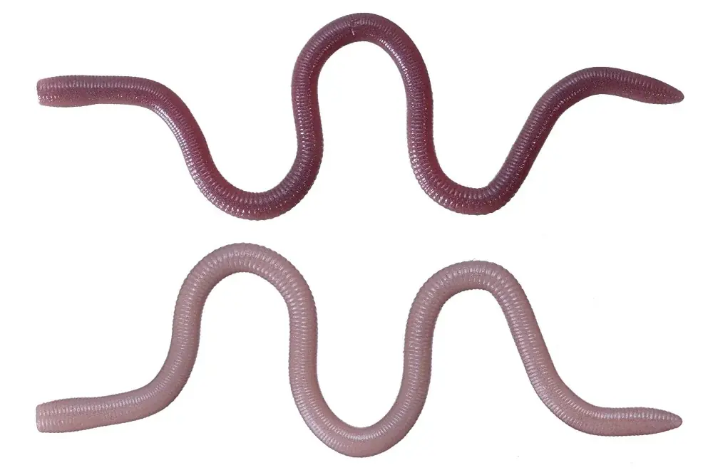 Mimizu medium Vente Directe