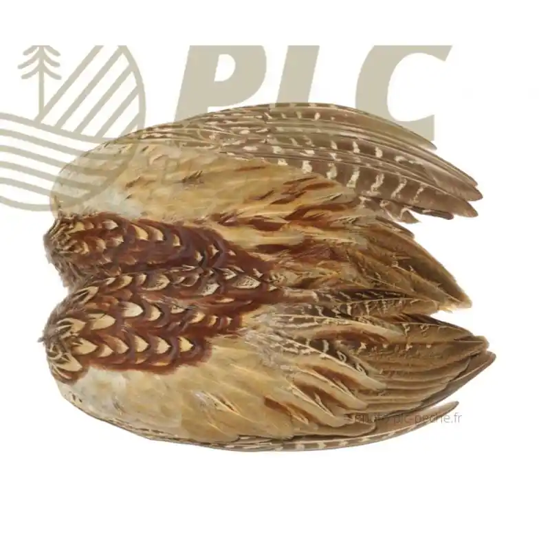 Offre Limitée Ailes VENIARD Cock Pheasant Wings