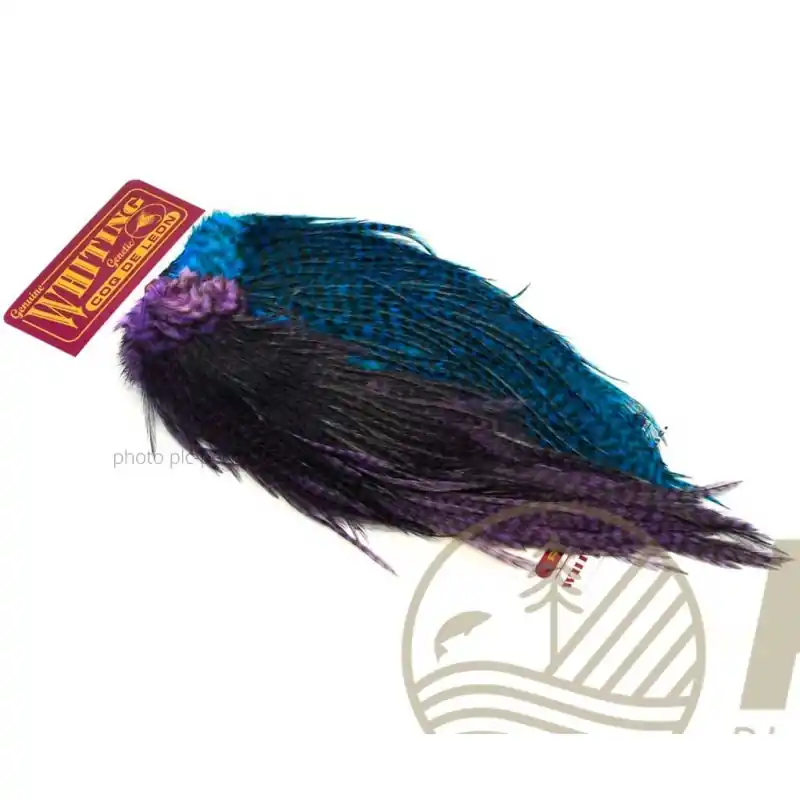 Plumes WHITING FARMS CDL Predator Pack Grizzly Pardo Purple & Blue Nouveauté