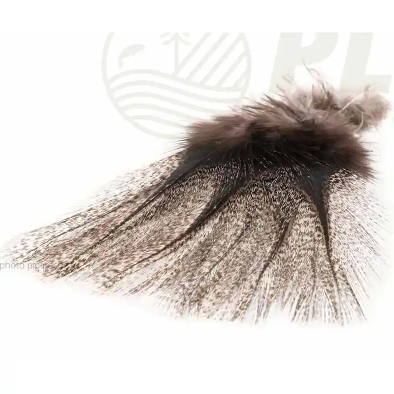 Plumes Pardo PETITJEAN x12 Commander Vite